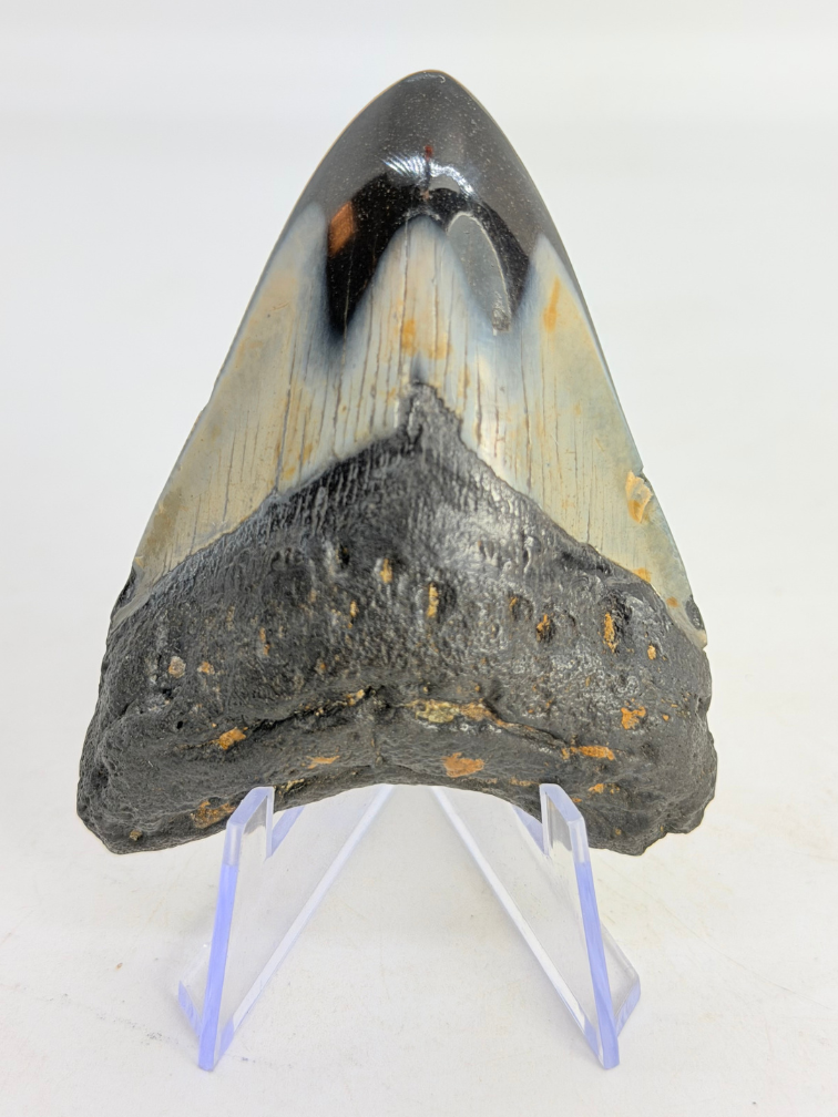 Megalodon Tand "Abyssal Eternal" (VS) - 8,4 cm