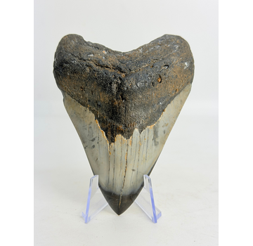 Megalodon-Zahn poliert 'Dark Sea' (US) - 9,1 cm