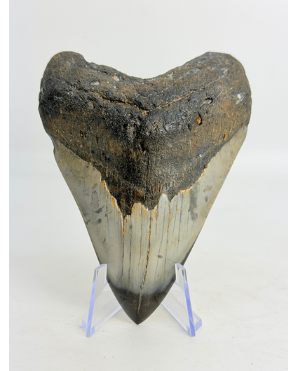 Megalodon tand gepolijst 'Dark Sea'  (VS) - 9.1 cm