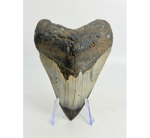 Diente de Megalodon pulido 'Dark Sea' (US) - 9.1 cm