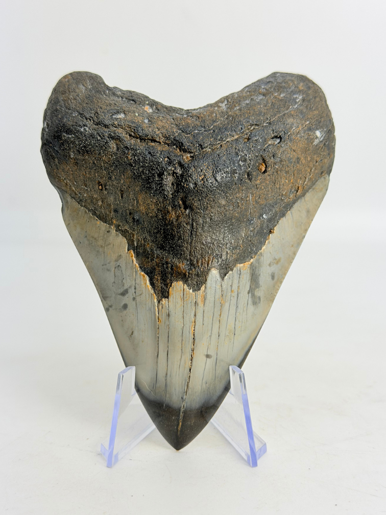 Megalodon tooth polished 'Dark Sea' (US) - 9.1 cm