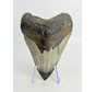 Dente di Megalodon lucidato 'Dark Sea' (USA) - 9,1 cm