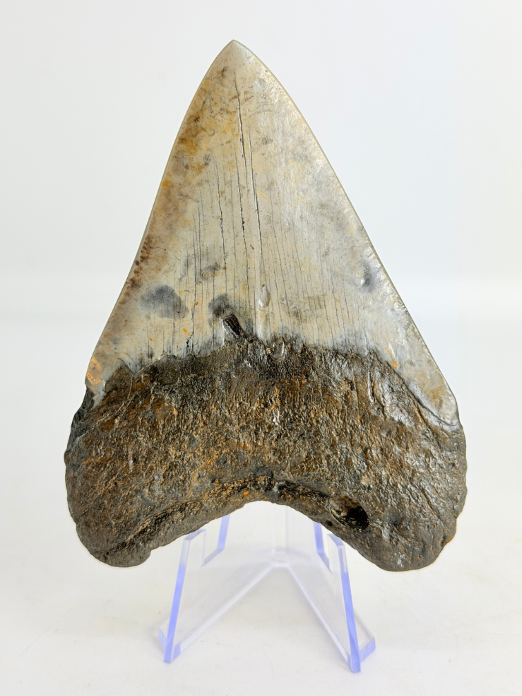 Dent de Megalodon polis "Dark Sea" (US) - 9.1 cm
