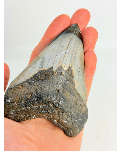 Megalodon-Zahn poliert 'Dark Sea' (US) - 9,1 cm