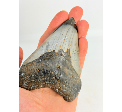 Megalodon-Zahn poliert 'Dark Sea' (US) - 9,1 cm