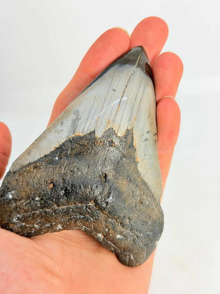 Diente de Megalodon pulido 'Dark Sea' (US) - 9.1 cm