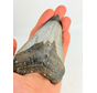 Megalodon-Zahn poliert 'Dark Sea' (US) - 9,1 cm