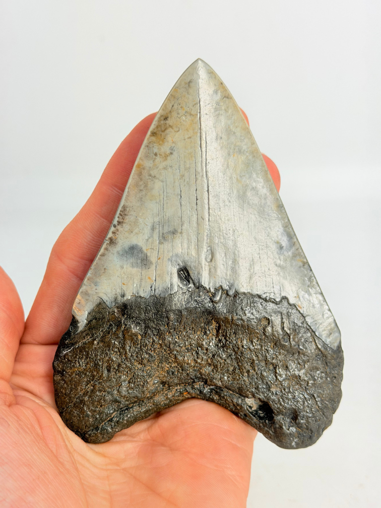 Megalodon tand gepolijst 'Dark Sea' (VS) - 9.1 cm