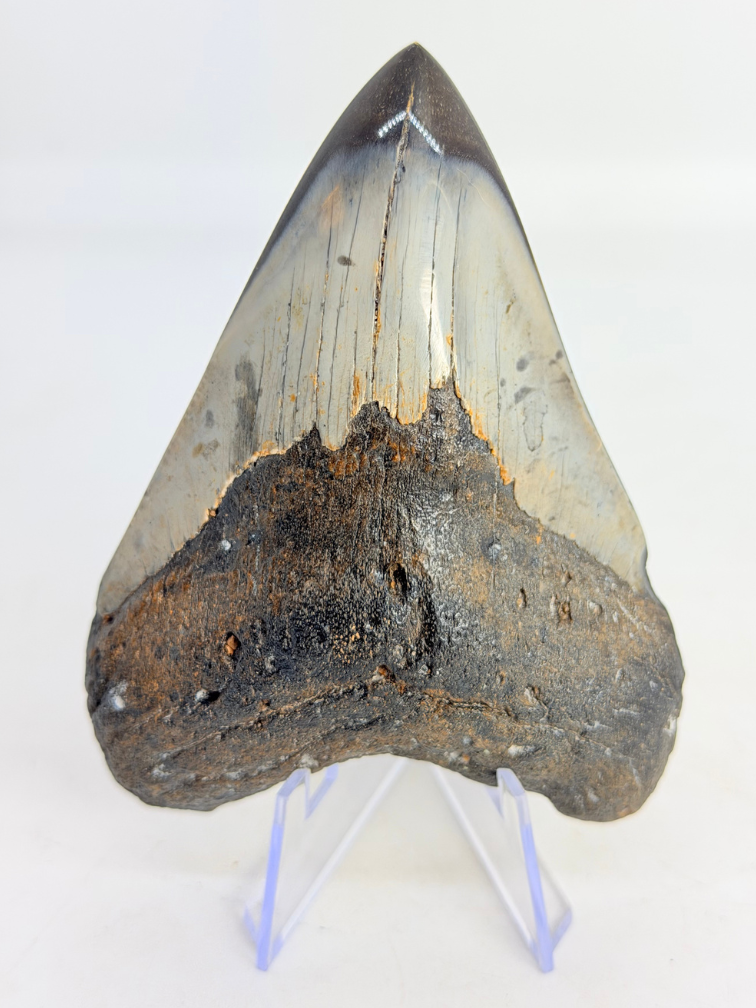Diente de Megalodon pulido 'Dark Sea' (US) - 9.1 cm