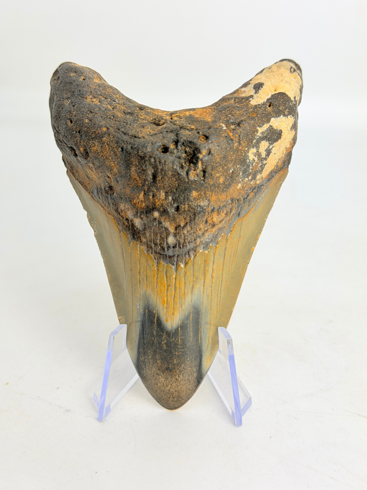 Megalodon Tooth "Crest of Magic" (US) - 9,1 cm
