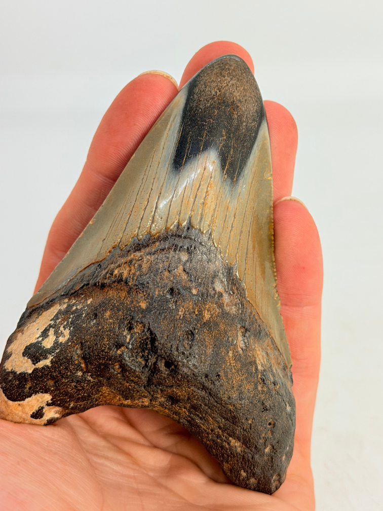 Megalodon Tooth "Crest of Magic" (US) - 9,1 cm