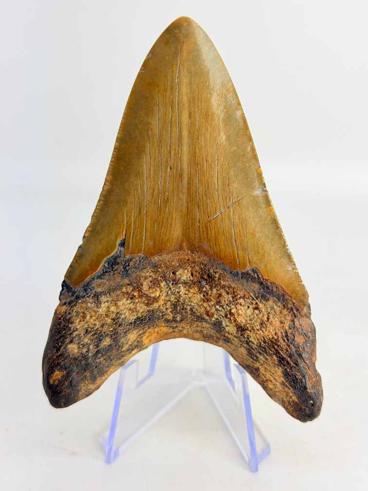 Megalodon Tand "Crest of Magic" (VS) - 9,1 cm
