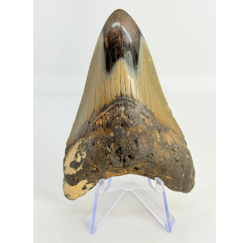 Megalodon Tand "Crest of Magic" (VS) - 9,1 cm