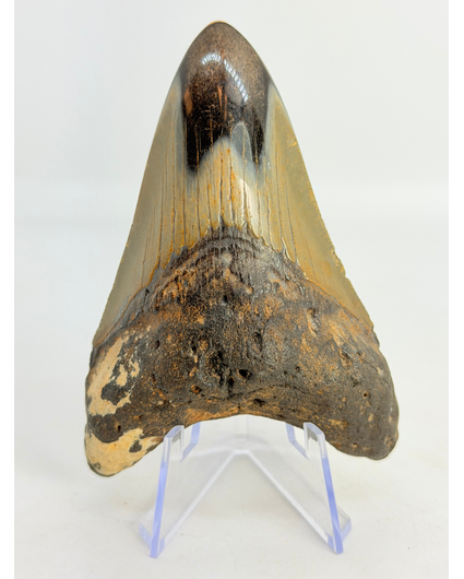 Megalodon Tand "Crest of Magic" (VS) - 9,1 cm