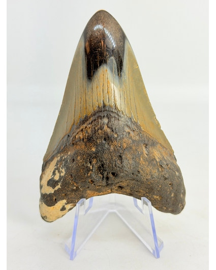 Megalodon Tooth "Crest of Magic" (US) - 9,1 cm