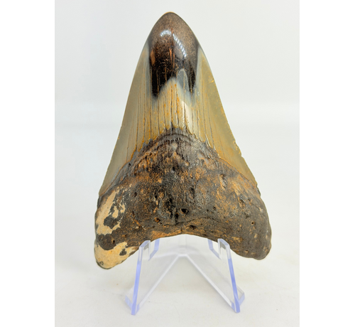 Megalodon-Zahn "Crest of Magic" (US) - 9,1 cm