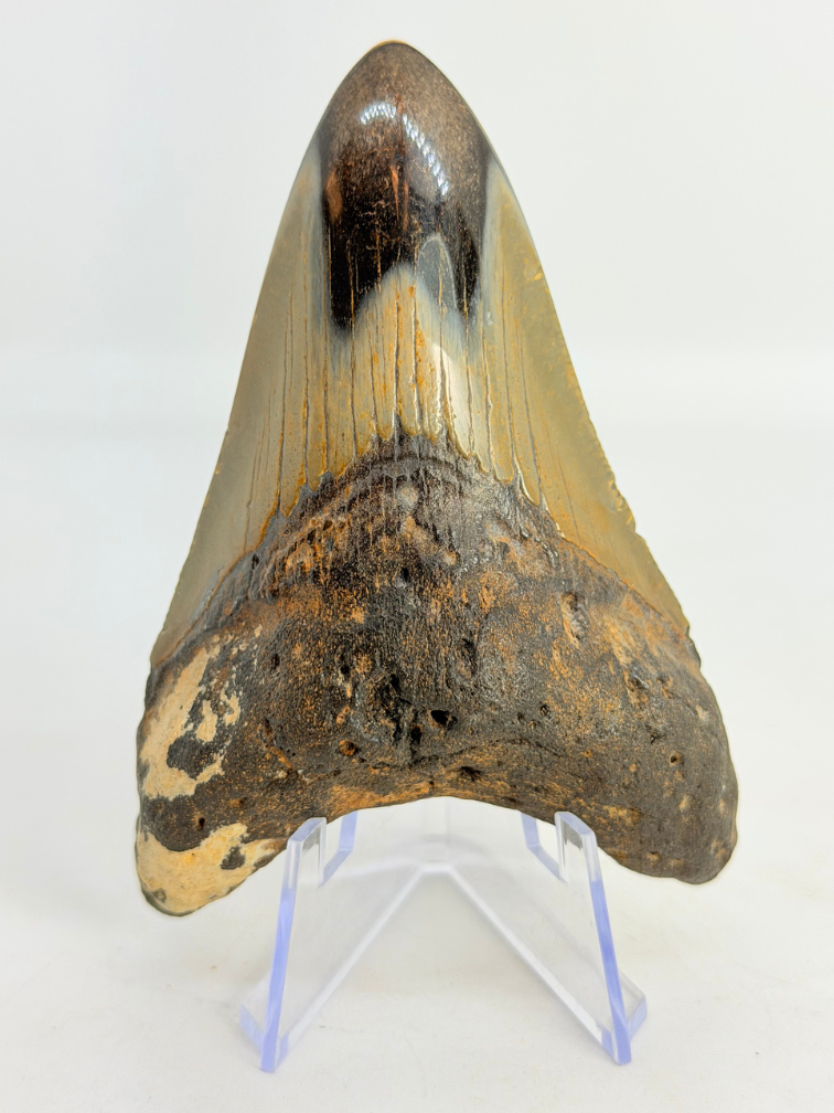 Diente de Megalodon "Crest of Magic" (US) - 9,1 cm