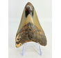 Megalodon Tooth "Crest of Magic" (US) - 9,1 cm