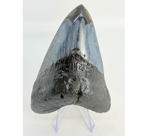 Diente de Megalodón "Demonic Mask" (USA) - 11,4 cm