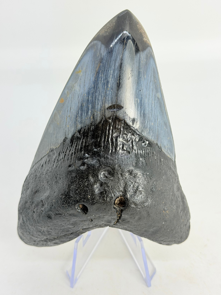 Megalodon tand "Demonic Mask" (VS) - 11,4 cm