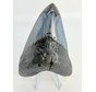 Megalodon-Zahn "Demonic Mask" (USA) - 11,4 cm