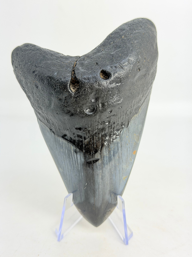 Diente de Megalodón "Demonic Mask" (USA) - 11,4 cm