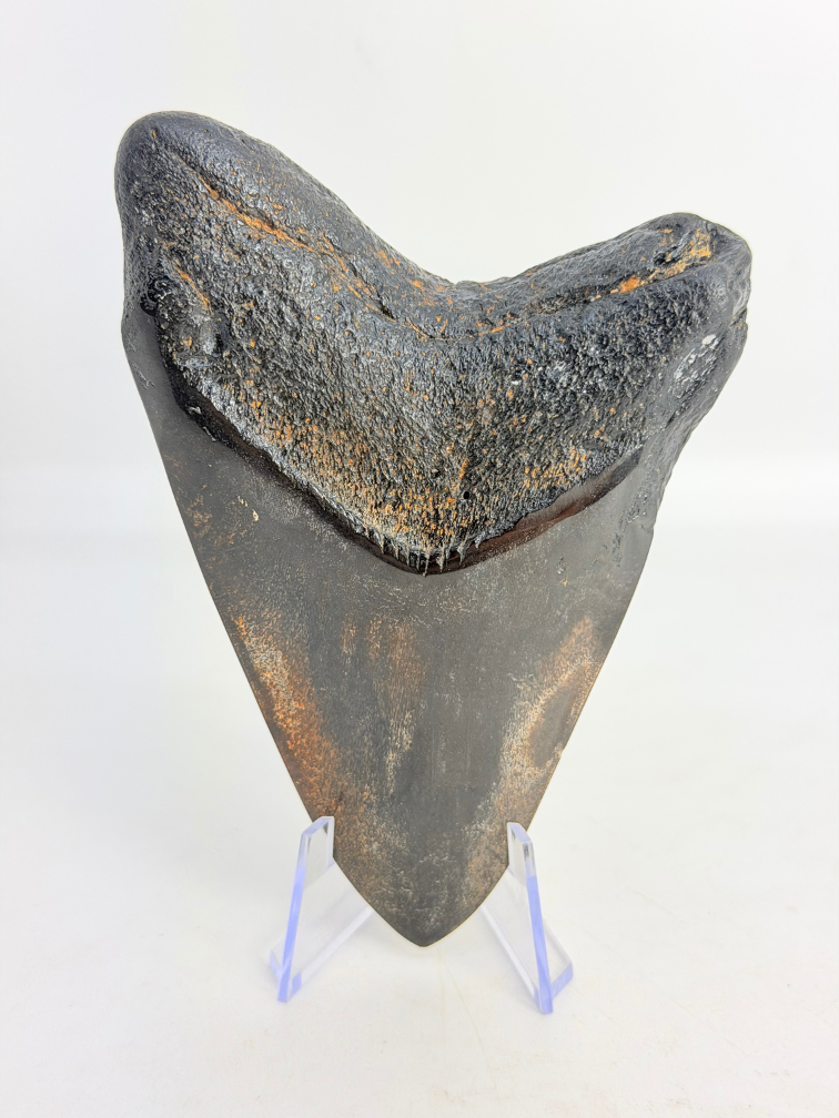 Megalodon-Zahn "Demonic Mask" (USA) - 11,4 cm
