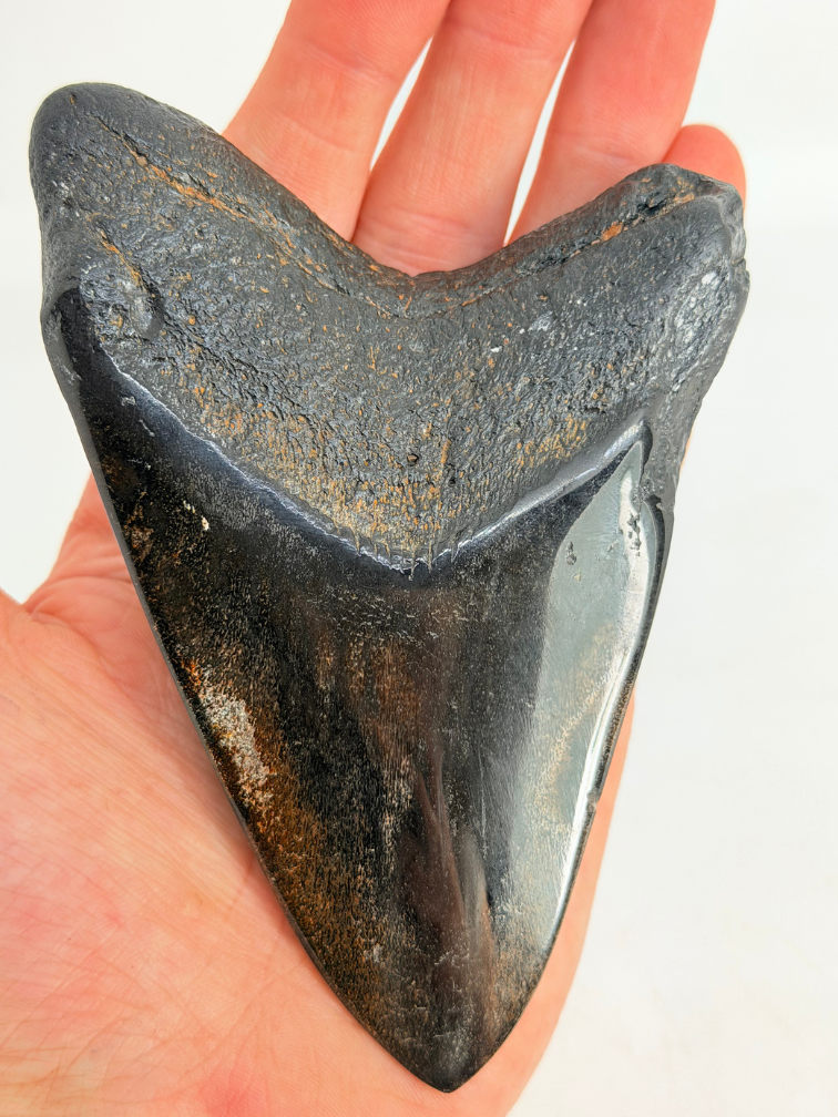 Megalodon tand "Demonic Mask" (VS) - 11,4 cm
