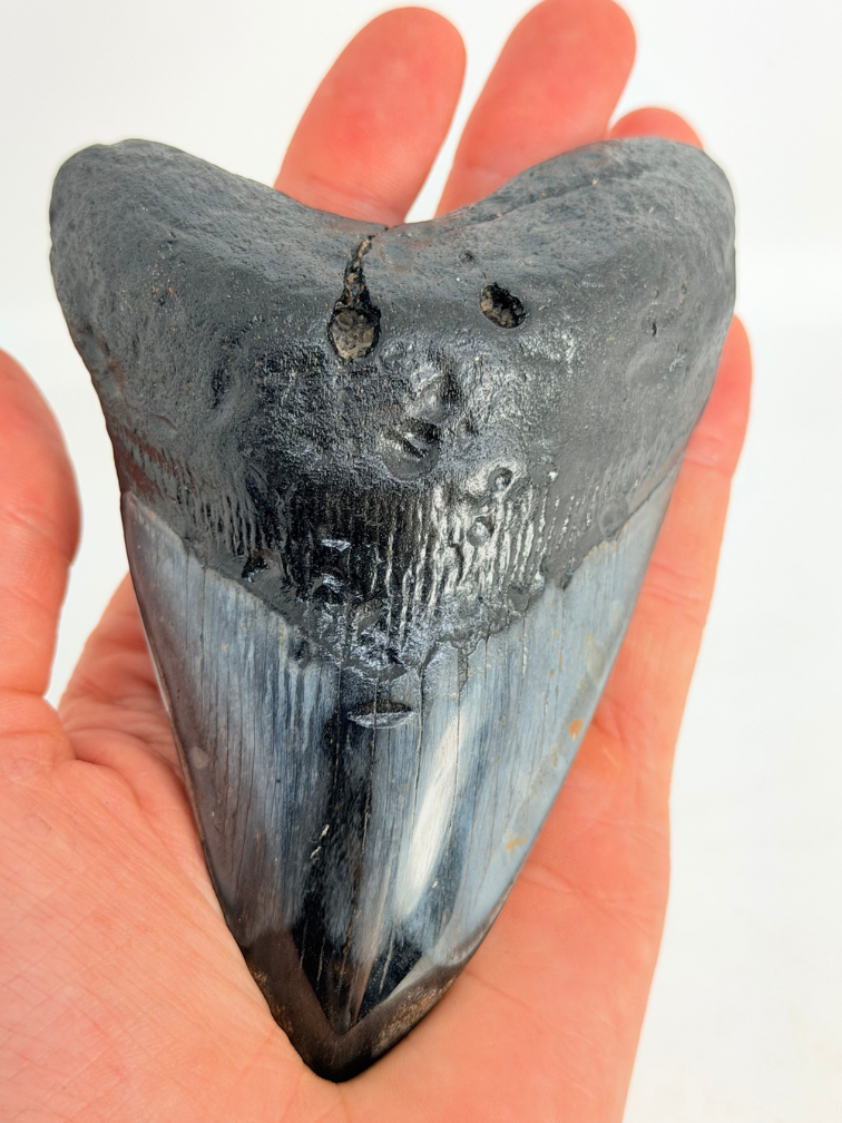 Megalodon-Zahn "Demonic Mask" (USA) - 11,4 cm