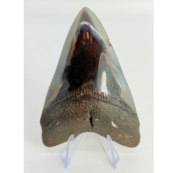 Megalodon-Zahn "Fafnir's Weapon" (US) - 10,7 cm