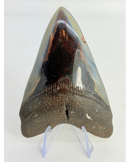 Dent de mégalodon "Fafnir's Weapon" (US) - 10,7 cm