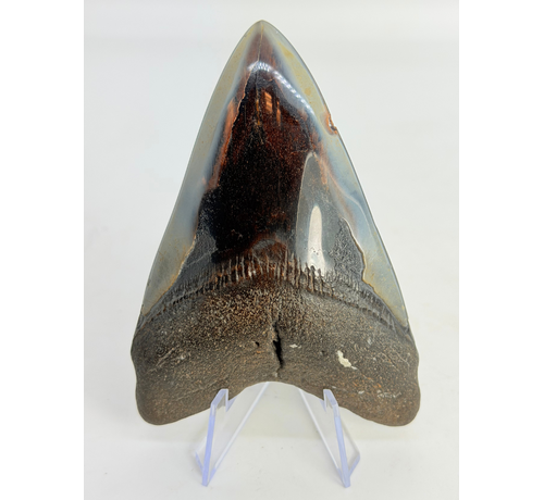 Dent de mégalodon "Fafnir's Weapon" (US) - 10,7 cm