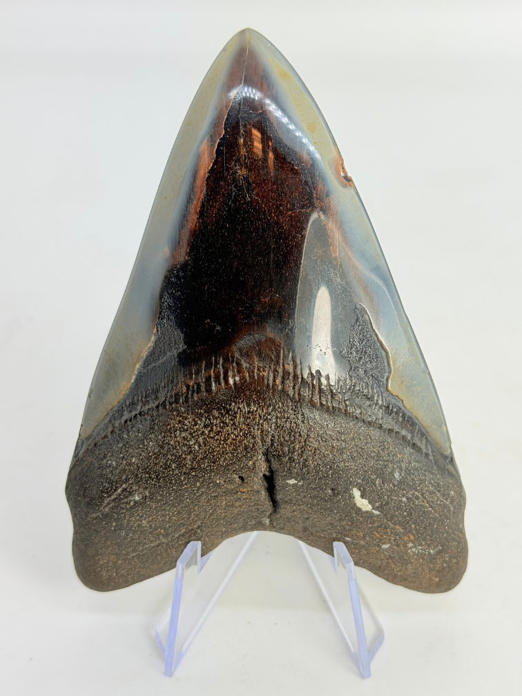 Megalodon Tand "Fafnir's Weapon" (VS) - 10,7 cm