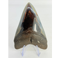 Dente di Megalodonte " Fafnir's Weapon" (USA) - 10,7 cm