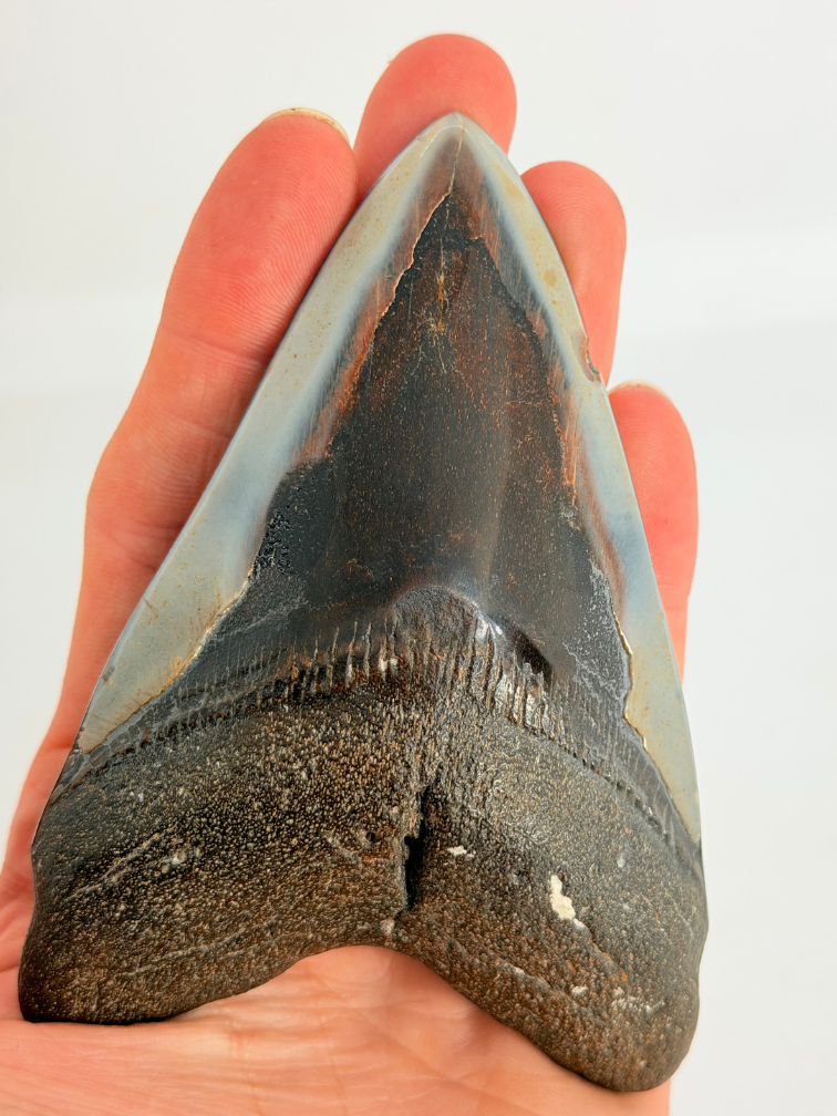 Dent de mégalodon "Fafnir's Weapon" (US) - 10,7 cm