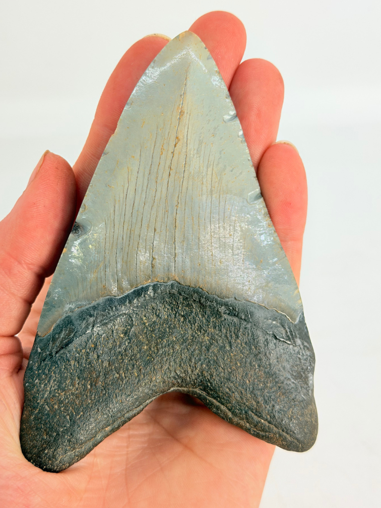Dent de mégalodon "Fafnir's Weapon" (US) - 10,7 cm