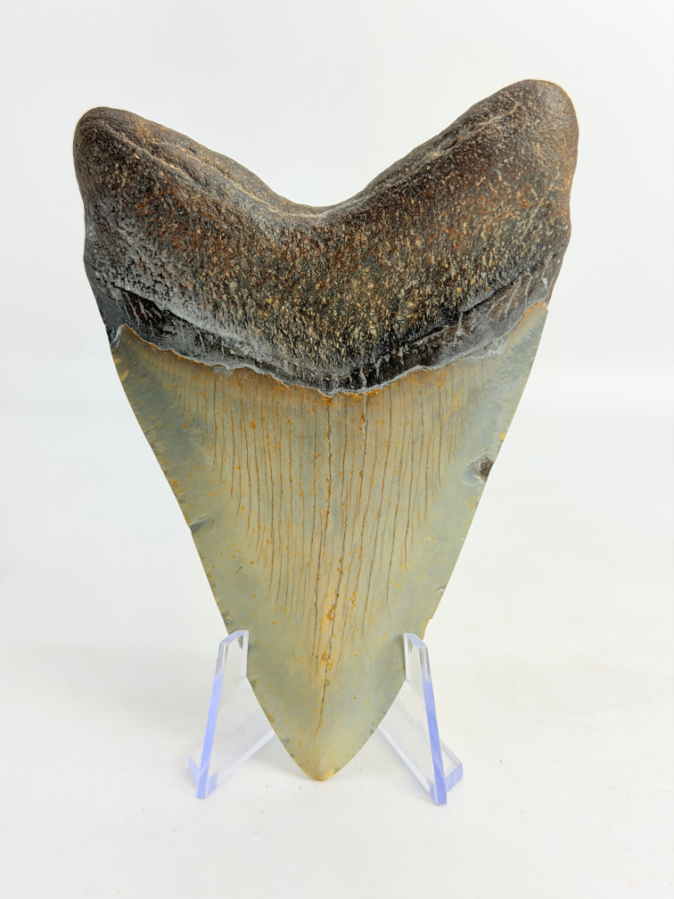 Dent de mégalodon "Fafnir's Weapon" (US) - 10,7 cm