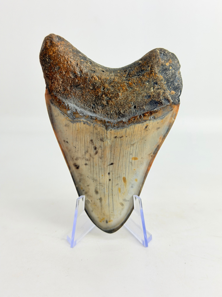 Diente de Megalodon "Copper Mine" (US) - 9,7 cm