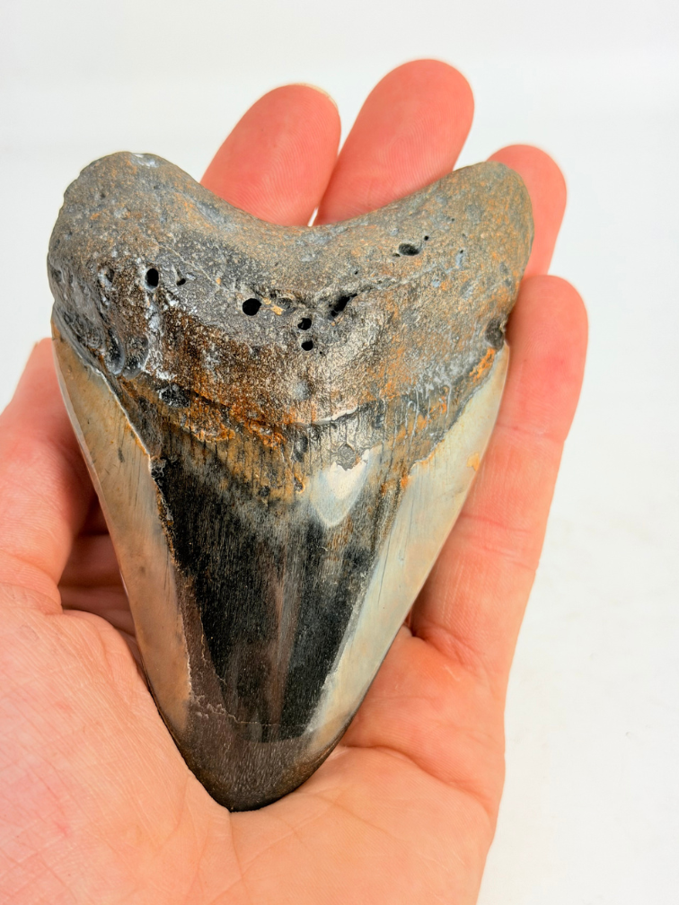 Megalodon Tooth "Copper Mine" (US) - 9.7 cm