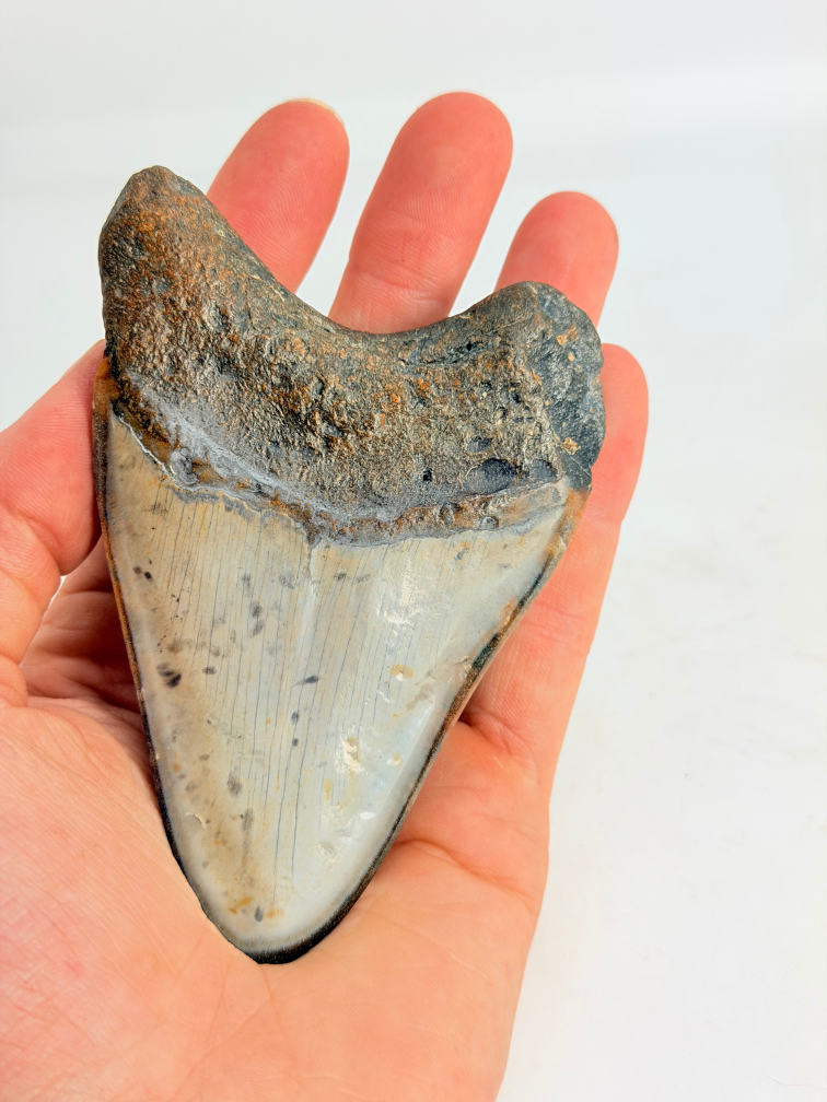 Dent de mégalodon "Copper Mine" (US) - 9,7 cm