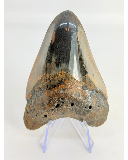 Dente di megalodonte "Copper Mine" (USA) - 9,7 cm