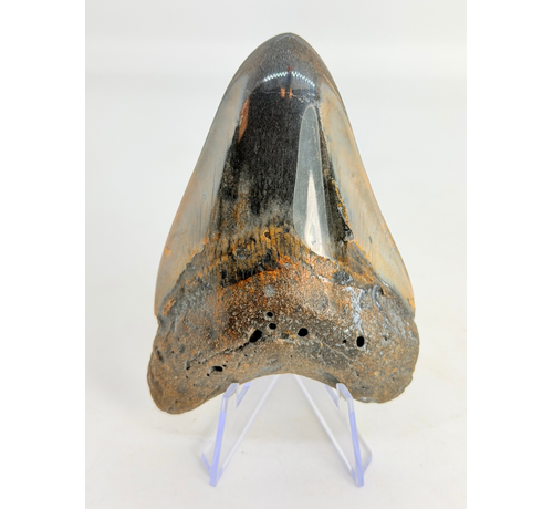 Megalodon Tand "Copper Mine" (VS) - 9,7 cm
