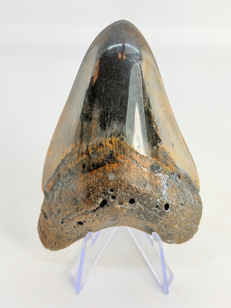 Dent de mégalodon "Copper Mine" (US) - 9,7 cm