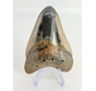 Megalodon Tand "Copper Mine" (VS) - 9,7 cm