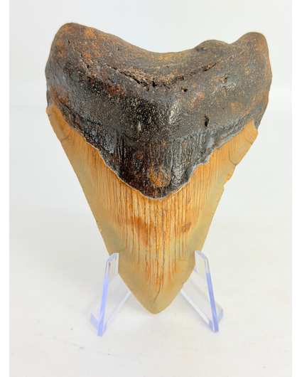 Megalodon Tooth "Monstrous Death" (US) - 9.5 cm