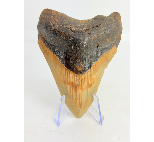 Megalodon Tooth "Monstrous Death" (US) - 9.5 cm
