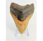 Megalodon Tooth "Monstrous Death" (US) - 9.5 cm