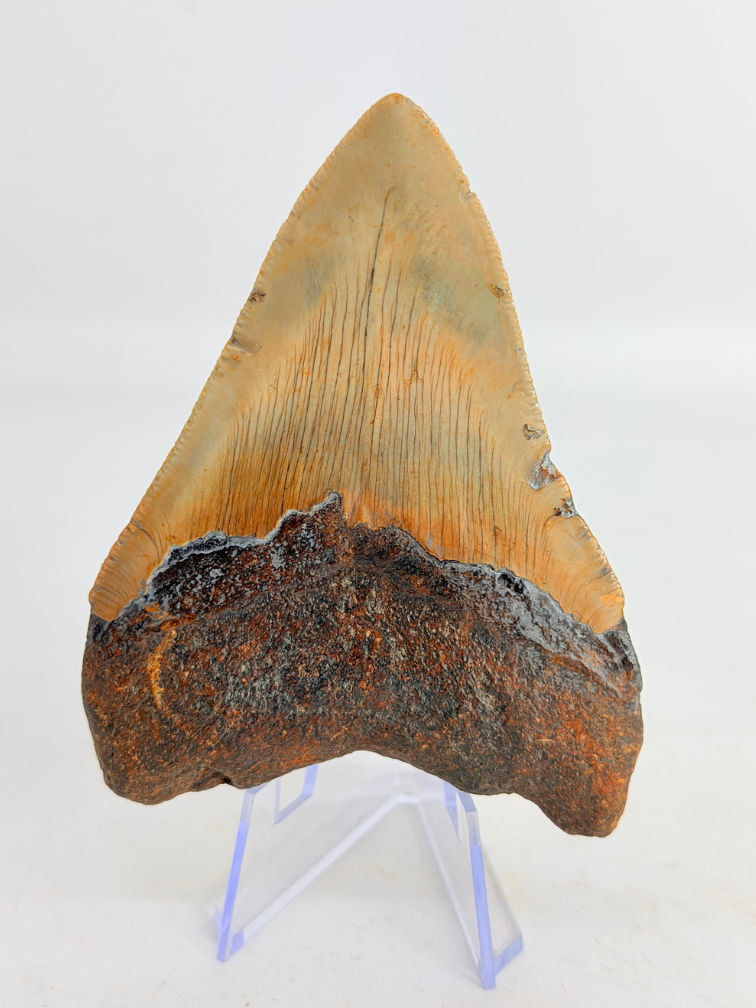 Megalodon Tand "Monstrous Death" (VS) - 9,5 cm