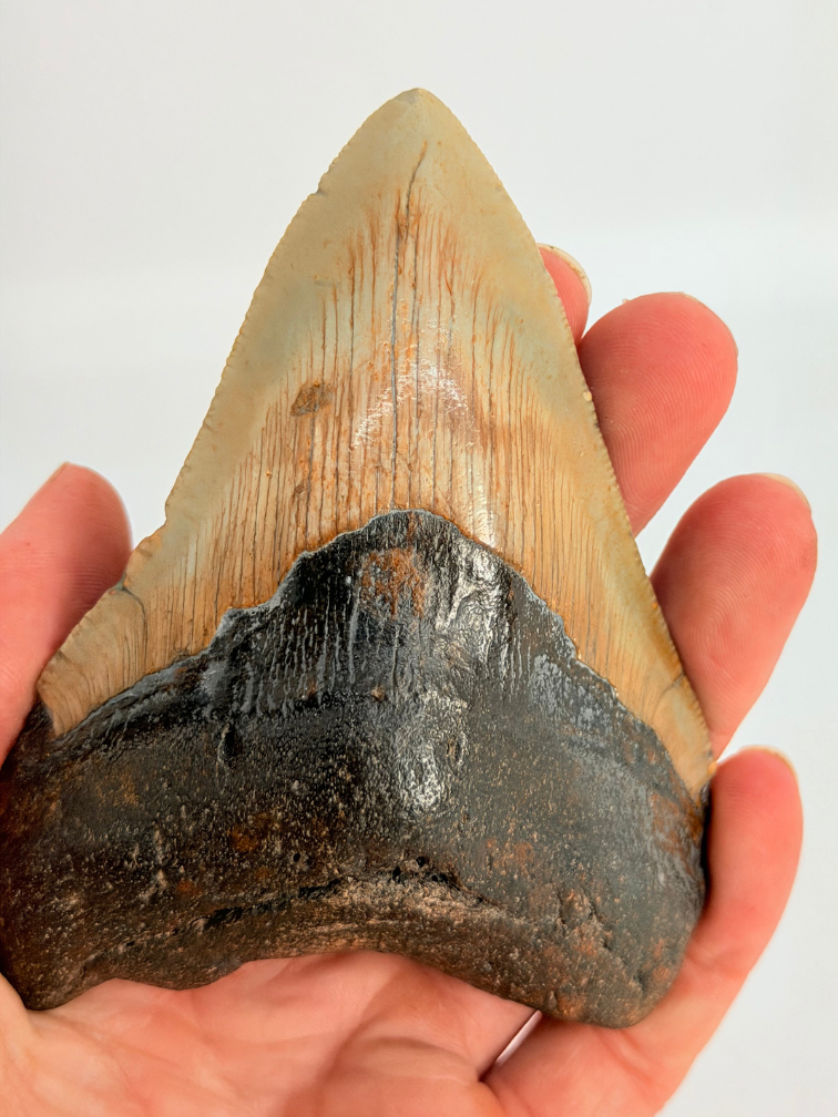 Dent de mégalodon "Monstrous Death" (US) - 9,5 cm