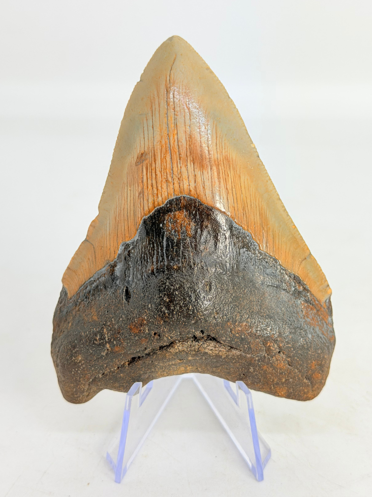 Megalodon Tand "Monstrous Death" (VS) - 9,5 cm